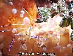 Pederson Cleaner Shrimp on Mikes Reef in the Bahamas. The... by Steven Anderson 